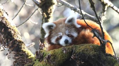 Red pandas tracked by satellite in conservation ‘milestone’
