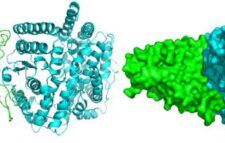 Researchers have found 34 unique mutations in SARS COV-2 in Bangladesh