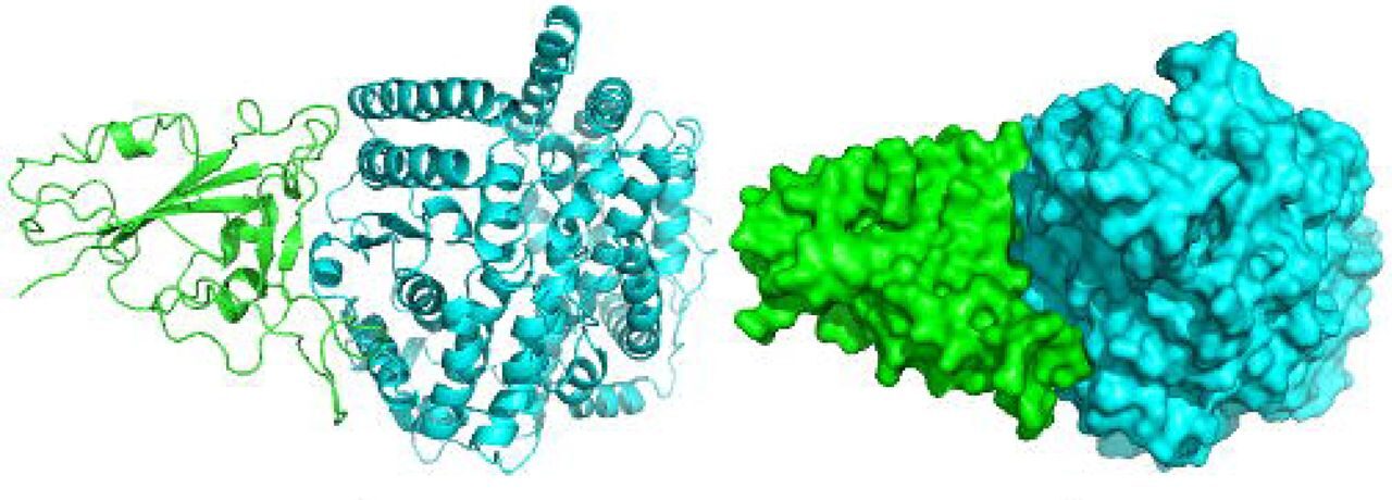 Researchers have found 34 unique mutations in SARS COV-2 in Bangladesh