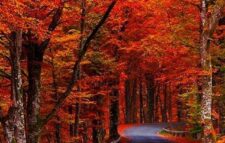 The arrival of the king of seasons by coloring nature