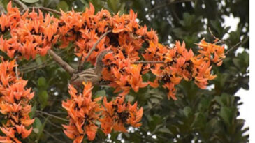 The season is now in Palash