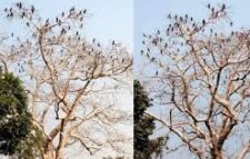 In Ranishankail, Shimul tree is the refuge of Pankauri birds