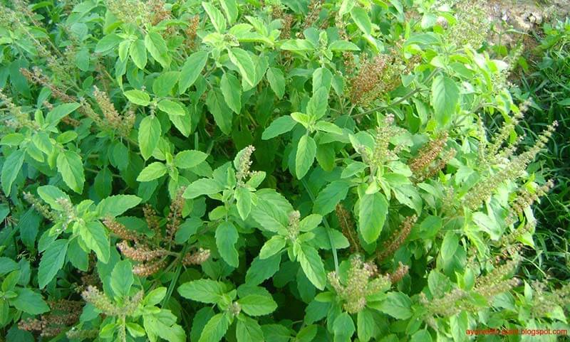 Medicinal properties of basil leaves