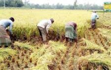 “Set the price of paddy at Rs 1,200 per quintal” : Revolutionary Peasant Solidarity