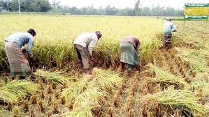 “Set the price of paddy at Rs 1,200 per quintal” : Revolutionary Peasant Solidarity