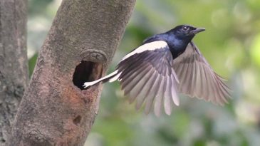 Birds of the city: More amiable than citizens!