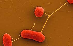 Use of antibiotics in farming ‘endangering human immune system